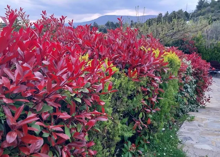 Hébergement de vacances House Afetes Afétai